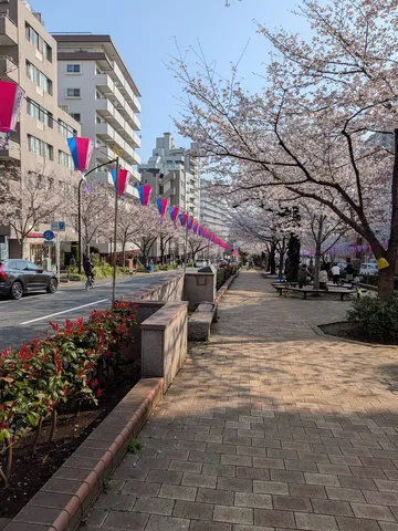 桜並木の彩り、春の道