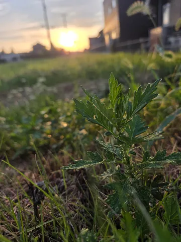 朝露に輝く新芽