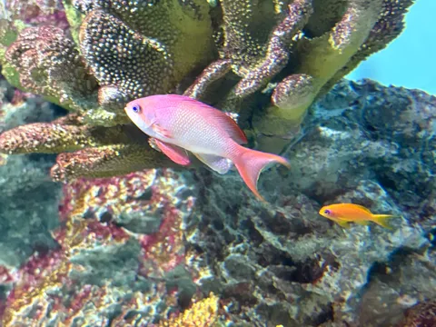 熱帯魚たちの水中散歩
