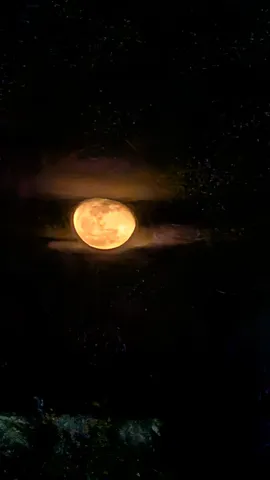 月光を映す夜の静けさ