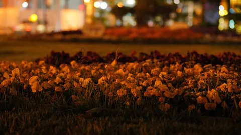 夜に咲く、オレンジの花の輝き