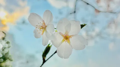 春の訪れ、淡く優しい桜の息吹