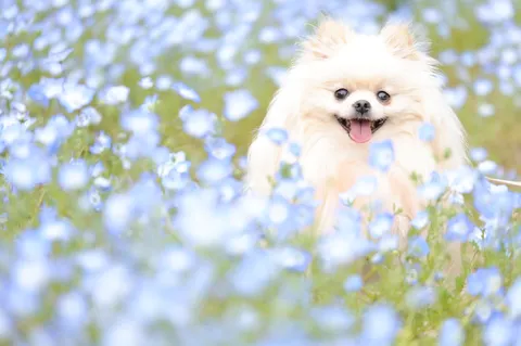 最高の笑顔と花々の祝福