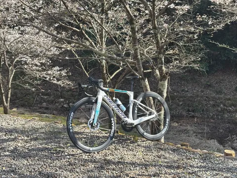 桜映す流線の輝き