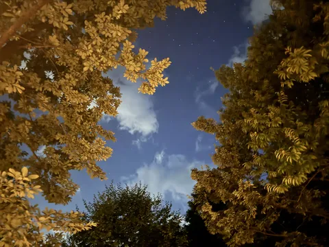 黄金色に輝く葉と星空
