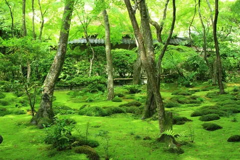 新緑と苔が織りなす静寂の庭