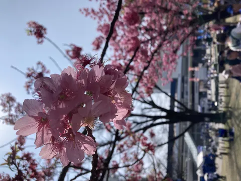 陽光に透ける桜の花