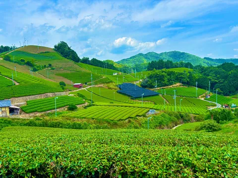 緑なす茶畑の稜線