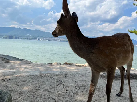 海辺の散歩者、視線の先は？
