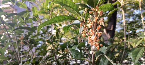 枝先に灯る橙の房