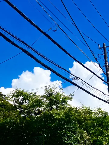 電線と青空、緑のコントラスト