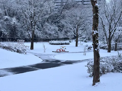 静寂の冬景色、雪化粧の公園