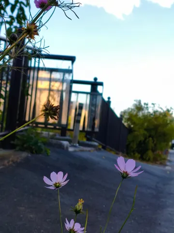 花と空が近づく風景