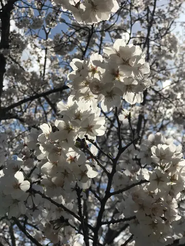春の訪れ、桜の優雅な姿