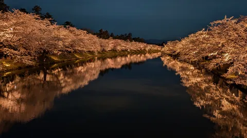 夜桜と水鏡