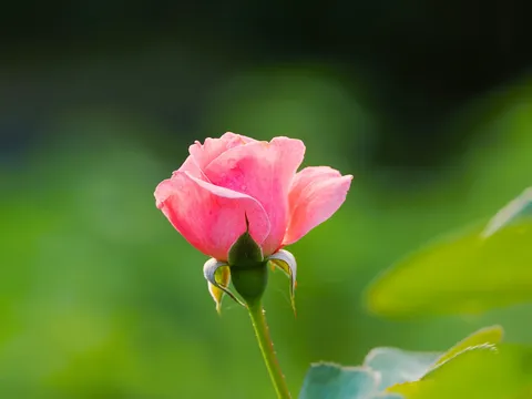 薄紅の一花、静かな朝
