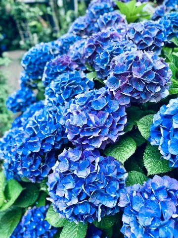 青い紫陽花、癒しのグラデーション