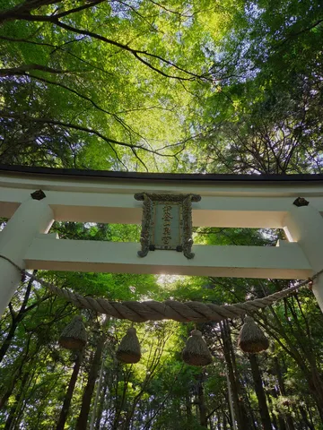 緑深き森と神聖な鳥居