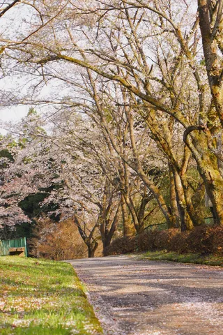 桜舞い散る散歩道