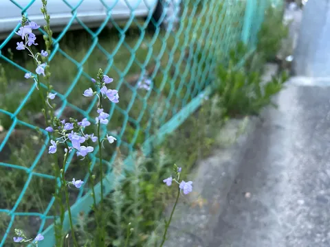 フェンス越しの小さな青い花