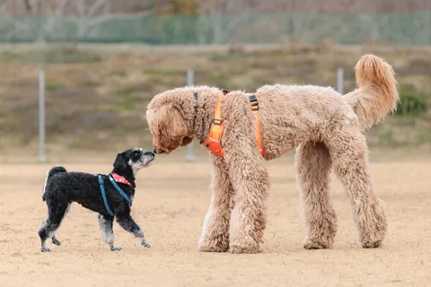 小型犬と大型犬、鼻先タッチの瞬間