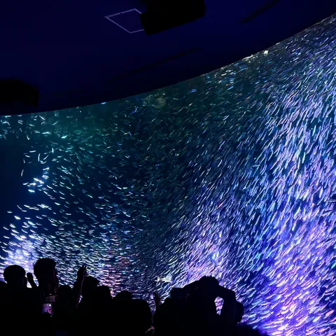 海の星座が描く水槽の曲線