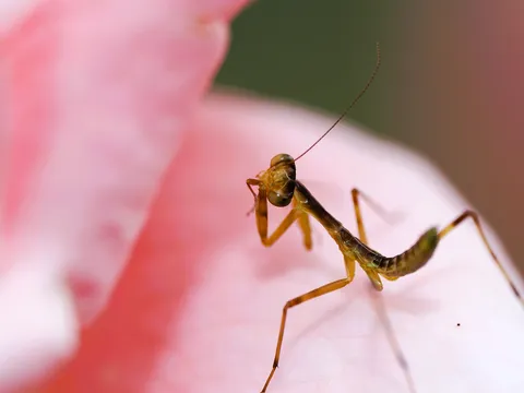 花と静かな瞬き