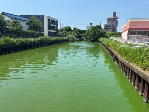 緑の川面と都市の風景