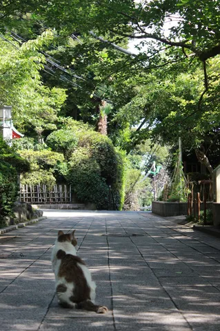 猫、見守る道の先