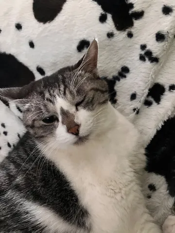 まったり気分の猫ちゃん