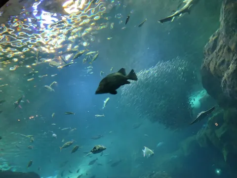群青の海、命の輝き