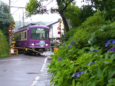 あじさいと江ノ電1002F