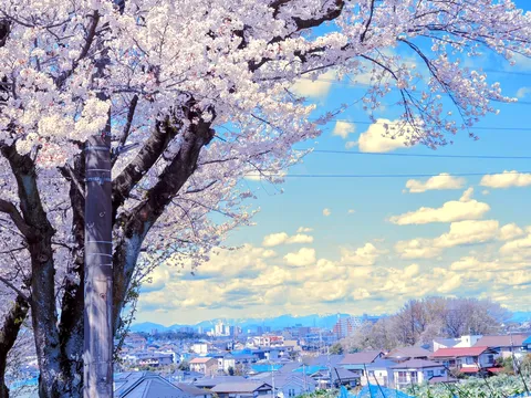春爛漫、青空と桜の街