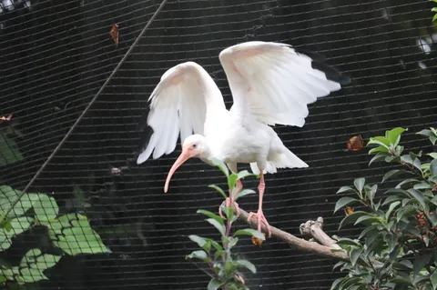 鳥さんも網戸越し selfie？