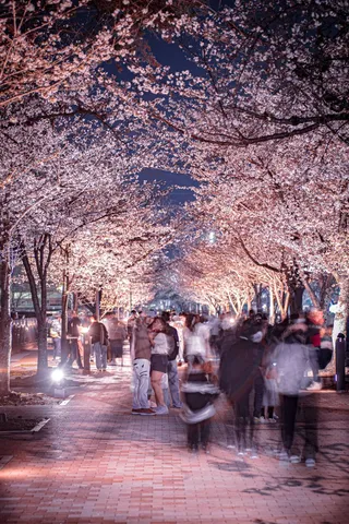 桜の下、時間だけが流れる