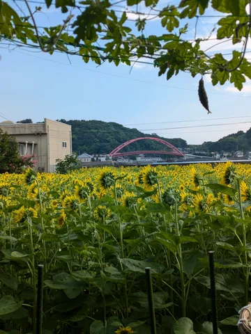 ひまわり畑と風情ある橋