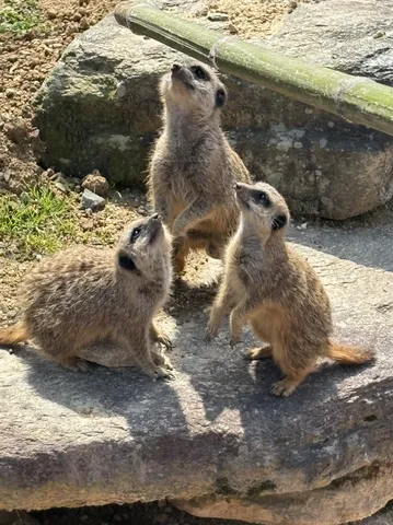 空を見上げるミーアキャットたち
