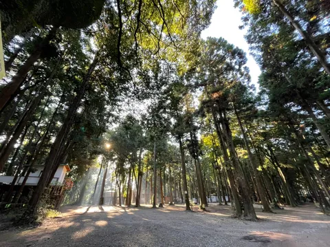 陽光降り注ぐ森の秘密基地