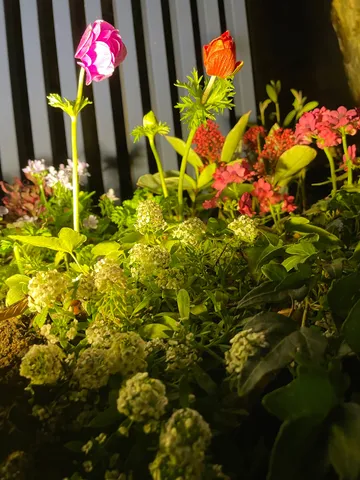 夜の庭園に咲く花々
