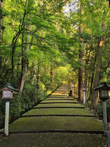 苔むした参道と木漏れ日