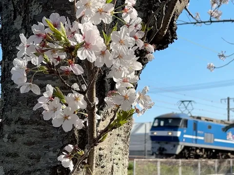 桜越しの青い列車