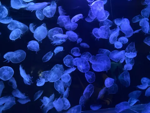 神秘的なクラゲの海