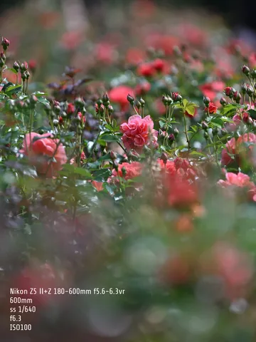 優しく霞む薔薇の庭