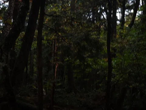 森の薄明かりと静けさ