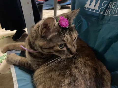 お花を添えて、ちょっとお澄まし