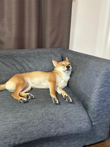 ソファで夢心地な柴犬