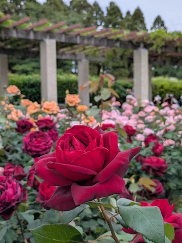 視線集める、深紅のバラ