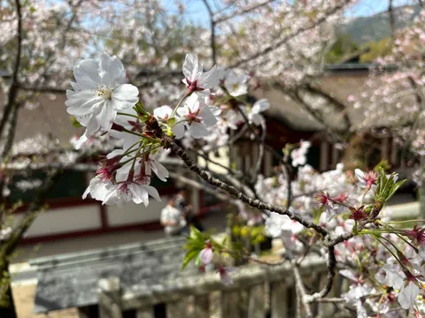 日差しと舞う白い桜