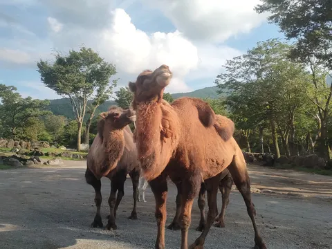砂風を踏むラクダたち