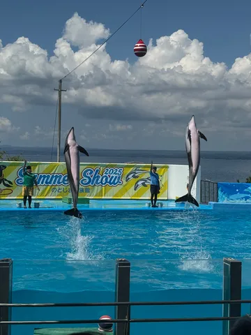 夏空とイルカのダイナミックショー